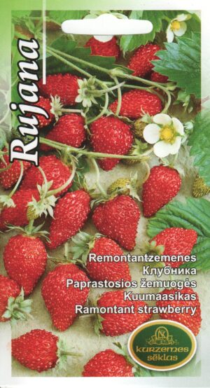 Kuumaasikas Rujana