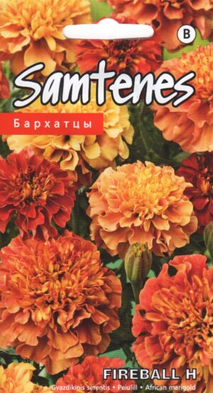 Peiulill (tagetes) Fireball H