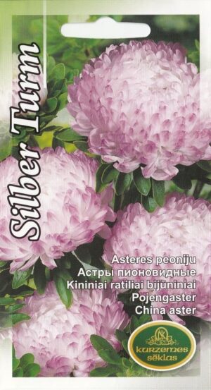 Pojengaster hiina aster Silber Turm