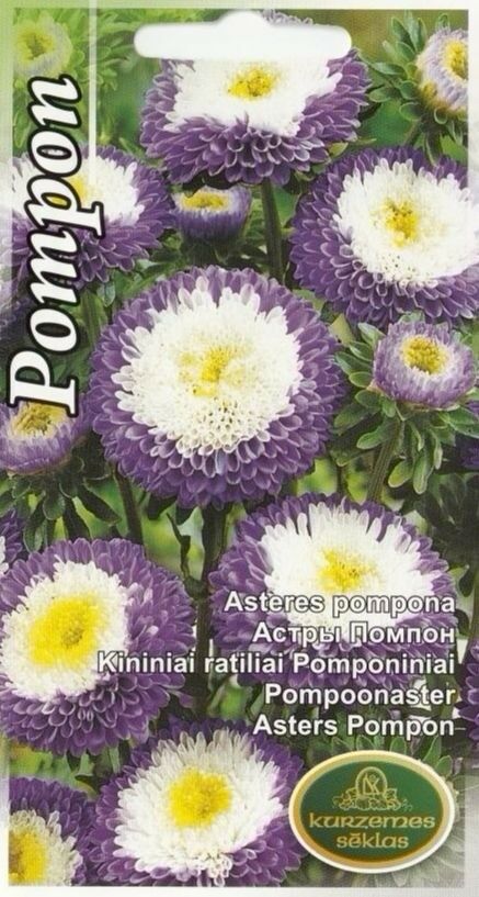 Pompoonaster Pompon lilla-valge