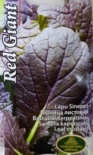 Sinep (kapsasrohi) red Giant