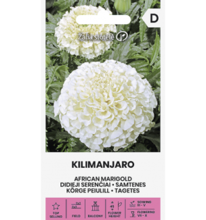 Kõrge peiulill Kilimanjaro
