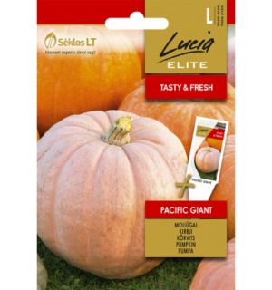 Kõrvits Pacific Giant