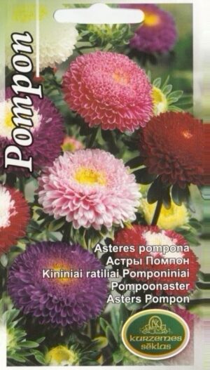Pompoonaster Pompon segu