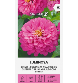 Harilik pruudisõlg Luminosa