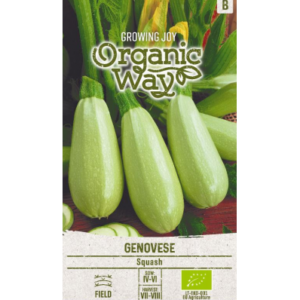Suvikõrvits Genovese