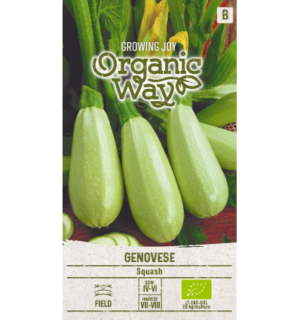 Suvikõrvits Genovese