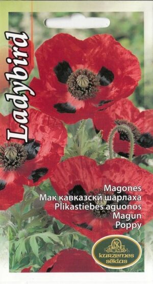 Magun moon Ladybird