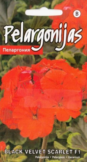 Pelargoon Black Velvet Scarlet F1