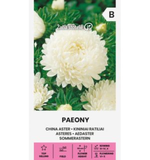 Hiina aster Paeony valge