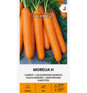 Aedporgand Morelia H