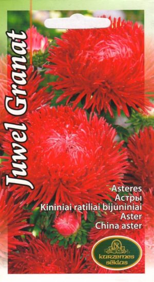 Hiina aster Juwel Granat