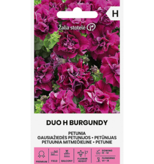 Mitmeõieline petuunia Duo H Burgundy
