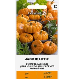 Kõrvits Jack Be Little