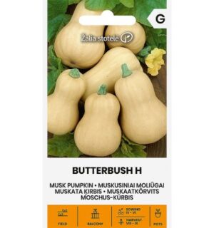 Muskaatkõrvits Butterbush F1