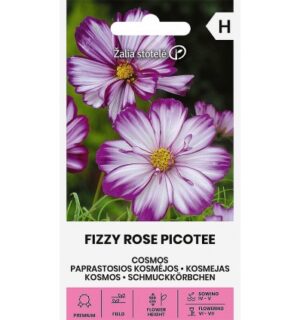 Kosmos Fizzy Rose Picotee
