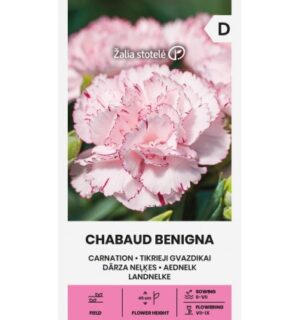 Aednelk Chabaud Benigna