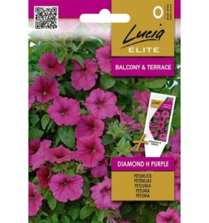 Petuunia Diamond H Purple