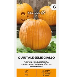 Kõrvits Quintale Seme Giallo