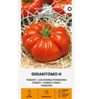 tomat Gigantomo H