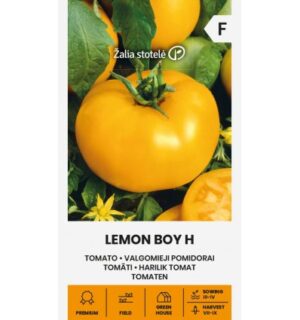 Tomat Lemon Boy H