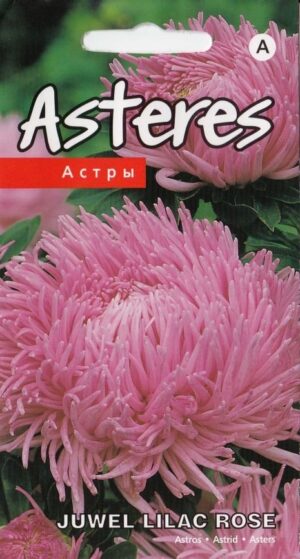 Aster Juwel Lilac rose