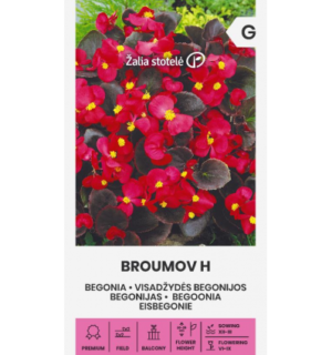 Begoonia Broumov H