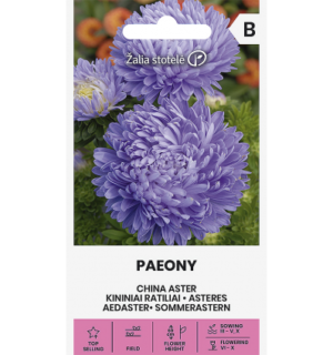 Hiina aster Paeony lilla