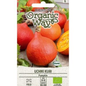 Hokkaido kõrvits Uchiki Kuri MAHE