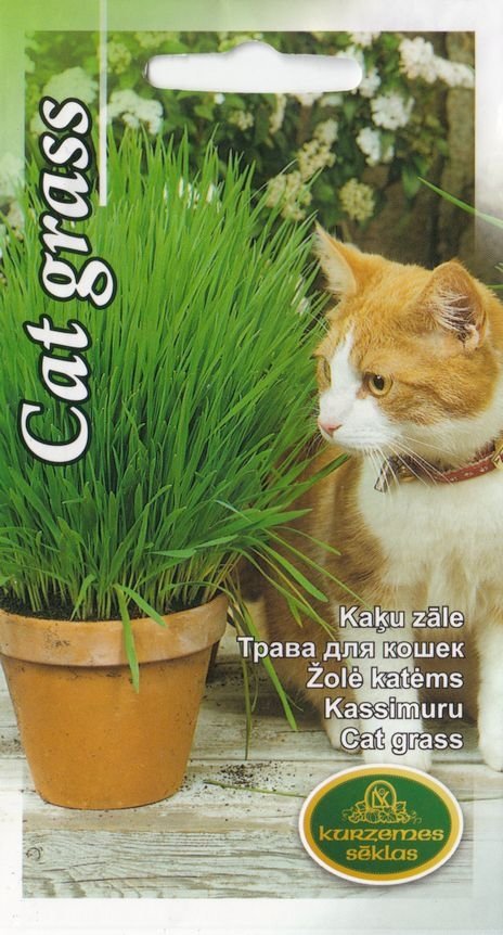Kassimuru cat grass