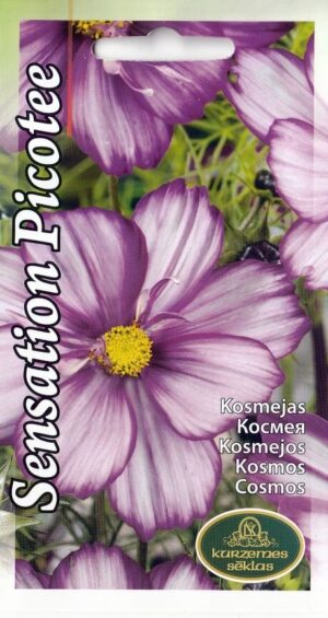 Kosmos Sensation Picotee