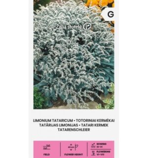 Tatari parkjuur- limonium tataricum