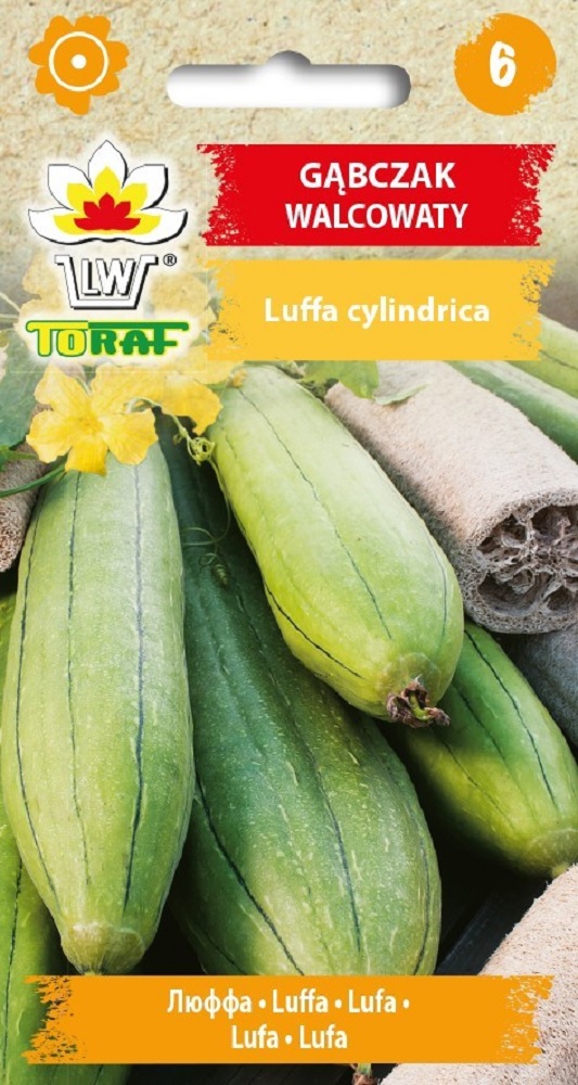 Ruljas käsnkõrvits Luffa