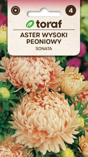 Pojengaster Sonata