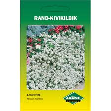 Rand-kivikilbik Snowclotsh