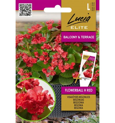 Begoonia Flowerball red