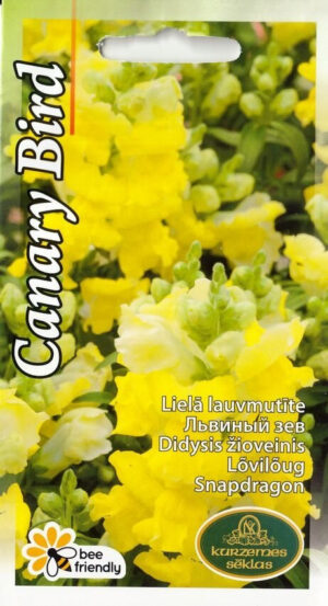 Lõvilõug Canary Bird