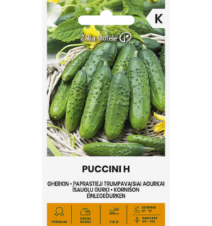 Kurk Puccini F1