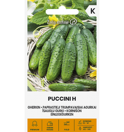 Kurk Puccini F1