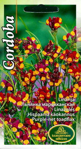 Hispaania käokannus Cordoba