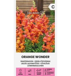 Lõvilõug Orange Wonder