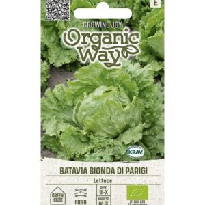 Salat Batavia Bionda Di Parigi