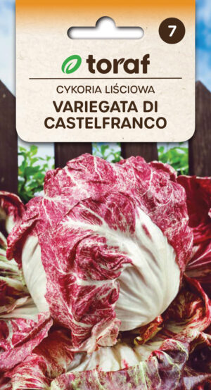 Harilik sigur Variegata di Castelfranco