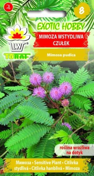 Häbelik mimoos Mimosa pudica