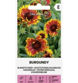 Ohtene mõrsjalill Burgundy