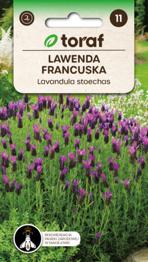 Prantsuse lavendel