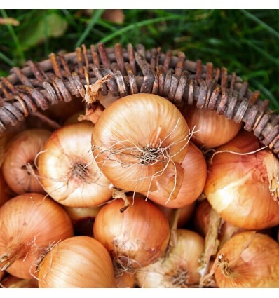 Šalottsibul Golden Gourmet