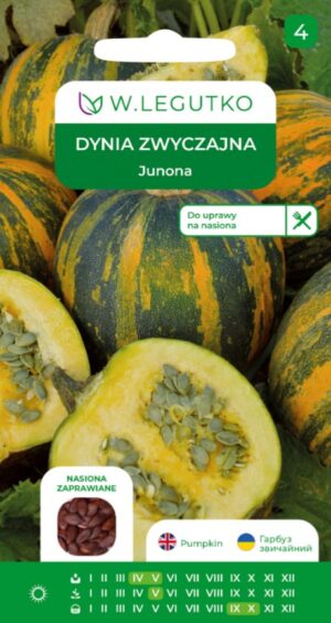Õlikõrvitsa Cucurbita pepo Junona seemnete pakend lahti lõigatud triibulise kõrvitsaga