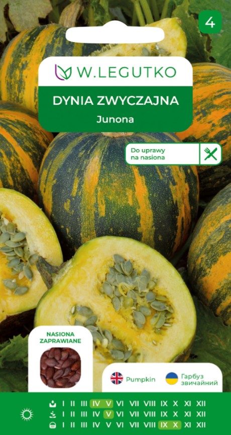 Õlikõrvitsa Cucurbita pepo Junona seemnete pakend lahti lõigatud triibulise kõrvitsaga