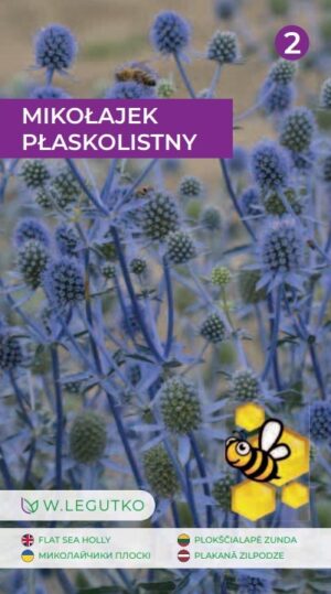 Lamedaleheline ogaputk Eryngium planum seemnete pakend siniste teravate oiepea-isikutega